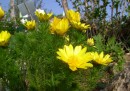 Adonisroeschen - Adonis vernalis * 1232 x 870 * (433KB)